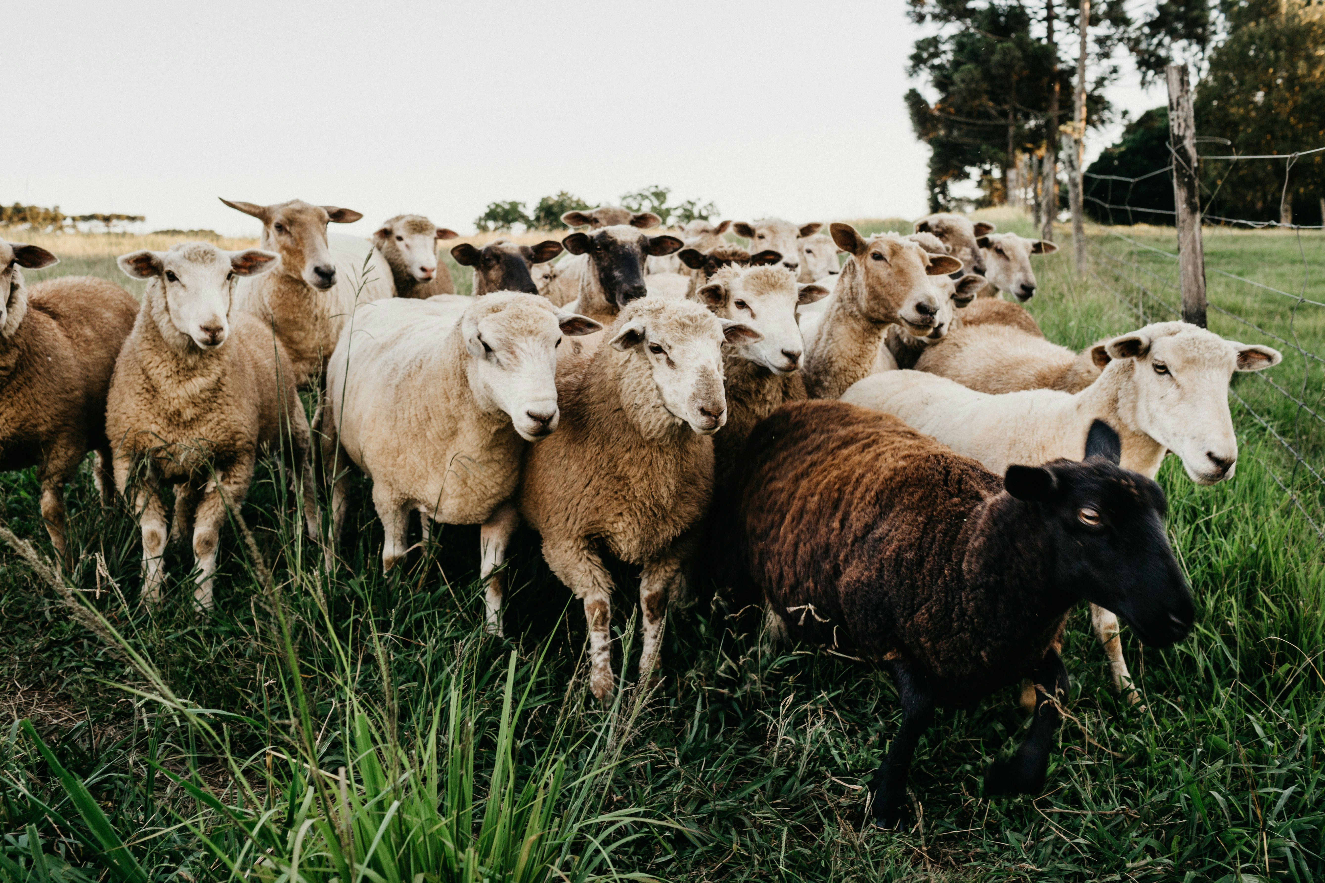 herd of sheep on green grass field during daytime